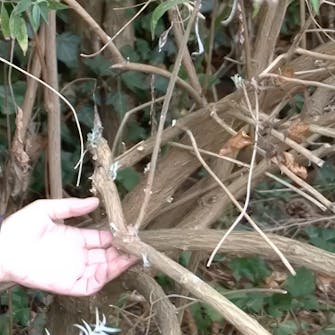 klippe sommerfuglbusk klippe sommerfuglbusk